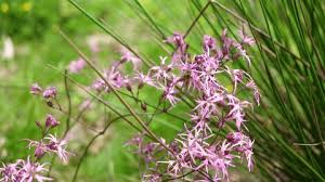 Attēlu rezultāti vaicājumam “Lychnis flos-cuculi flower”