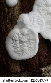 Attēlu rezultāti vaicājumam “Plicatura nivea”