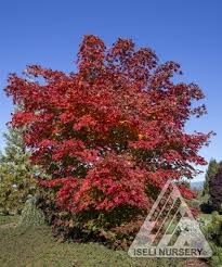 Attēlu rezultāti vaicājumam “Acer pseudosieboldianum”