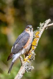 Attēlu rezultāti vaicājumam “Accipiter nisus”