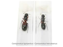 Attēlu rezultāti vaicājumam “Camponotus herculeanus”