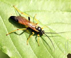 Attēlu rezultāti vaicājumam “Diphyus latebricola”