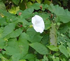 Attēlu rezultāti vaicājumam “Calystegia sepium”