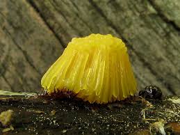 Attēlu rezultāti vaicājumam “Stemonitopsis sp.”