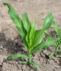 Attēlu rezultāti vaicājumam “Zea mays”