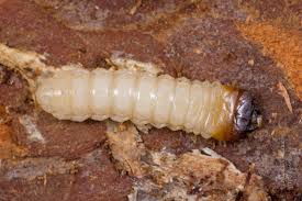 Attēlu rezultāti vaicājumam “Rhagium inquisitor”