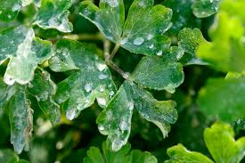 Attēlu rezultāti vaicājumam “Aquilegia vulgaris leaf”