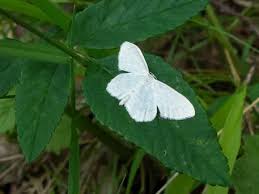 Attēlu rezultāti vaicājumam “Scopula floslactata”