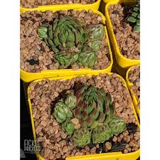 Attēlu rezultāti vaicājumam “Jovibarba globifera leaf”