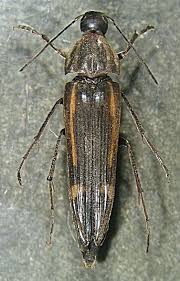 Attēlu rezultāti vaicājumam “Melandryidae”