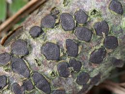 Attēlu rezultāti vaicājumam “Diatrype disciformis”