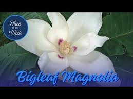 Attēlu rezultāti vaicājumam “Magnolia”