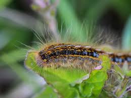 Attēlu rezultāti vaicājumam “Malacosoma castrensis”