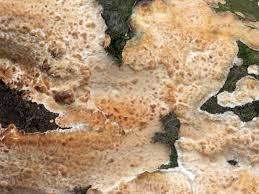 Attēlu rezultāti vaicājumam “Radulomyces confluens”