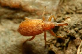 Attēlu rezultāti vaicājumam “Apion sp.”