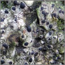 Attēlu rezultāti vaicājumam “Acrocordia gemmata”