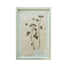 Attēlu rezultāti vaicājumam “Trifolium hybridum”