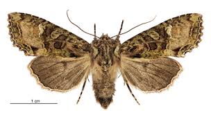 Attēlu rezultāti vaicājumam “Badhamiopsis praetermissa”