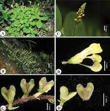 Attēlu rezultāti vaicājumam “Polygalaceae”