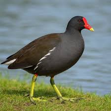 Attēlu rezultāti vaicājumam “Gallinula chloropus”