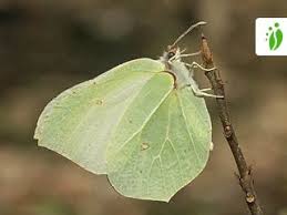 Attēlu rezultāti vaicājumam “Gonepteryx rhamni upperside”