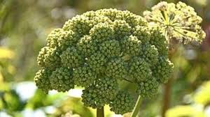 Image result for Angelica archangelica