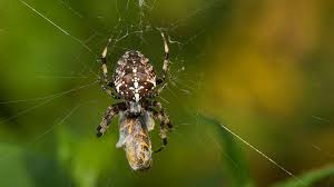Attēlu rezultāti vaicājumam “Araneus diadematus female”