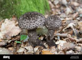 Attēlu rezultāti vaicājumam “Strobilomyces strobilaceus”