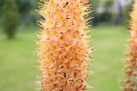 Image result for Steppenkerze