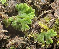 Attēlu rezultāti vaicājumam “Riccia bifurca”