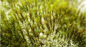 Attēlu rezultāti vaicājumam “Hymenostylium recurvirostrum macro”