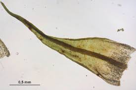 Attēlu rezultāti vaicājumam “Didymodon rigidulus”
