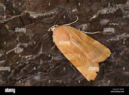 Attēlu rezultāti vaicājumam “Noctua fimbriata imago”