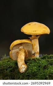 Attēlu rezultāti vaicājumam “Phaeolepiota aurea”