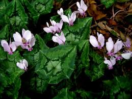 Attēlu rezultāti vaicājumam “Cyclamen hederifolium”