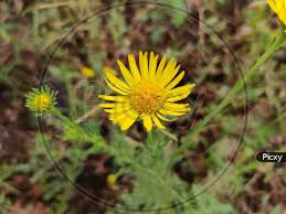Attēlu rezultāti vaicājumam “Inula salicina flower”