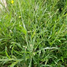 Image result for Diplotaxis tenuifolia