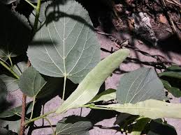 Attēlu rezultāti vaicājumam “Tilia x vulgaris”