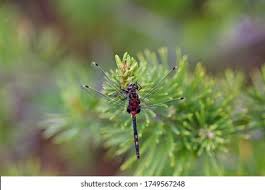 Attēlu rezultāti vaicājumam “Leucorrhinia rubicunda”