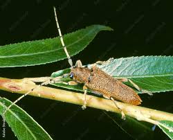 Attēlu rezultāti vaicājumam “Saperda carcharias”