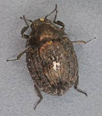 Attēlu rezultāti vaicājumam “Cytilus sericeus”