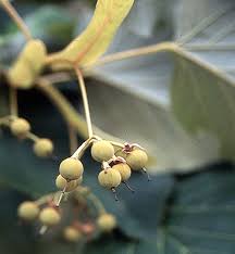 Attēlu rezultāti vaicājumam “Tilia tomentosa fruit”