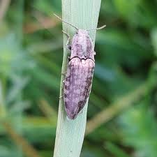 Attēlu rezultāti vaicājumam “Actenicerus sjaelandicus”