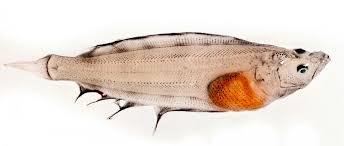 Image result for Reinhardtius hippoglossoides