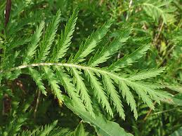 Attēlu rezultāti vaicājumam “Tanacetum vulgare”