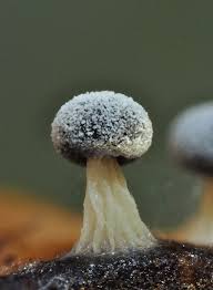 Attēlu rezultāti vaicājumam “Physarum leucopus spores”