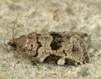 Attēlu rezultāti vaicājumam “Dichelia histrionana”