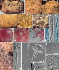 Attēlu rezultāti vaicājumam “Skeletocutis nivea”