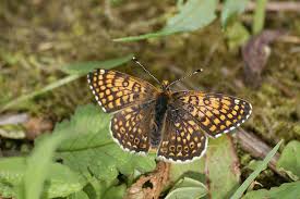 Attēlu rezultāti vaicājumam “Mellicta athalia”