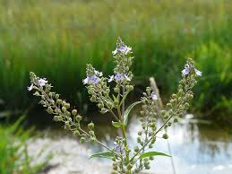 Attēlu rezultāti vaicājumam “Veronica anagallis-aquatica leaf”